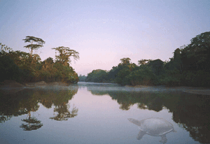 akuatik gambar-animasi-gif